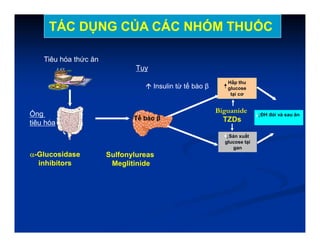 Adapted from Kieffer TJ, Habener JF. Endocr Rev. 1999;20:876–913; Ahrén B. Curr Diab Rep. 2003;2:365–372; Drucker DJ. Diabetes
Care. 2003;26:2929–2940; Holst JJ. Diabetes Metab Res Rev. 2002;18:430–441.
Tiêu hóa thức ăn
Tế bào β
Tụy
 Insulin từ tế bào β
Hấp thu
glucose
tại cơ
Ống
tiêu hóa
↓Sản xuất
glucose tại
gan
↓ĐH đói và sau ăn
Sulfonylureas
Meglitinide
TÁC DỤNG CỦA CÁC NHÓM THUỐC
Biguanide
TZDs
-Glucosidase
inhibitors
 