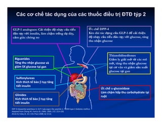 Các cơ chế tác dụng của các thuốc điều trị ĐTĐ týp 2
Ức chế -glucosidase
Làm chậm hấp thu carbohydrate tại
ruột
Thiazolidinediones
Giảm ly giải mỡ từ các mô
mỡ, tăng thu nhận glucose
tại cơ vân và giảm sản xuất
glucose tại gan
Sulfonylureas
Kích thích tế bào  tụy tăng
tiết insulin
GLP-1 analogues: Cải thiện độ nhạy của tiểu
đảo tụy với insulin, làm chậm trống dạ dày,
cảm giác chóng no
DDP-4=dipeptidyl peptidase-4; GLP-1=glucagon-like peptide-1; T2DM=type 2 diabetes mellitus
Adapted from Cheng AY, Fantus IG. CMAJ. 2005; 172: 213–226.
Ahrén B, Foley JE. Int J Clin Pract 2008; 62: 8-14.
Glinides
Kích thích tế bào  tụy tăng
tiết insulin
Ức chế DPP-4
Kéo dài tác dụng của GLP-1 để cải thiện
độ nhạy của tiểu đảo tụy với glucose, tăng
thu nhận glucose
 