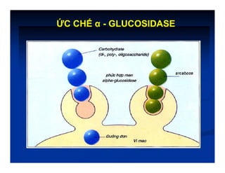 ỨC CHẾ α - GLUCOSIDASE
 