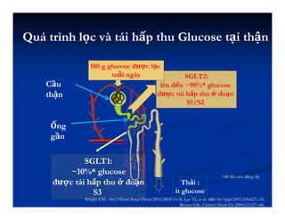 Quá trình lọc và tái hấp thu Glucose tại thận
Ống
gần
Cầu
thận
SGLT2:
lên đến ~90%* glucose
được tái hấp thu ở đoạn
S1/S2
SGLT1:
~10%* glucose
được tái hấp thu ở đoạn
S3
Thải :
ít glucose
180 g glucose được lọc
mỗi ngày
*dữ liệu trên động vật
732HQ10NP027
Wright EM. Am J Physiol Renal Physiol 2001;280:F10–8; Lee YJ, et al. thận Int Suppl 2007;106:S27–35;
Brown GK. J Inherit Metab Dis 2000;23:237–46.
 