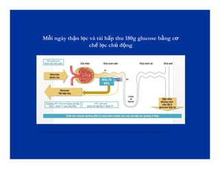Mỗi ngày thận lọc và tái hấp thu 180g glucose bằng cơ
chế lọc chủ động
Wright EM. Am J Physiol Renal Physiol 2001;280:F10–8; Lee YJ, et al. Kidney Int Suppl 2007;106:S27–35; Brown GK. J Inherit Metab Dis 2000;23:237–246; Washburn WN. J Med Chem 2009;52(7):1785‐1794
 