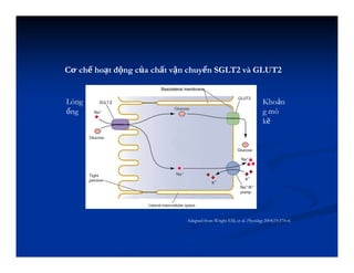 Lòng
ống
Adapted from Wright EM, et al. Physiology 2004;19:370–6.
Khoản
g mô
kẽ
Cơ chế hoạt động của chất vận chuyển SGLT2 và GLUT2
 