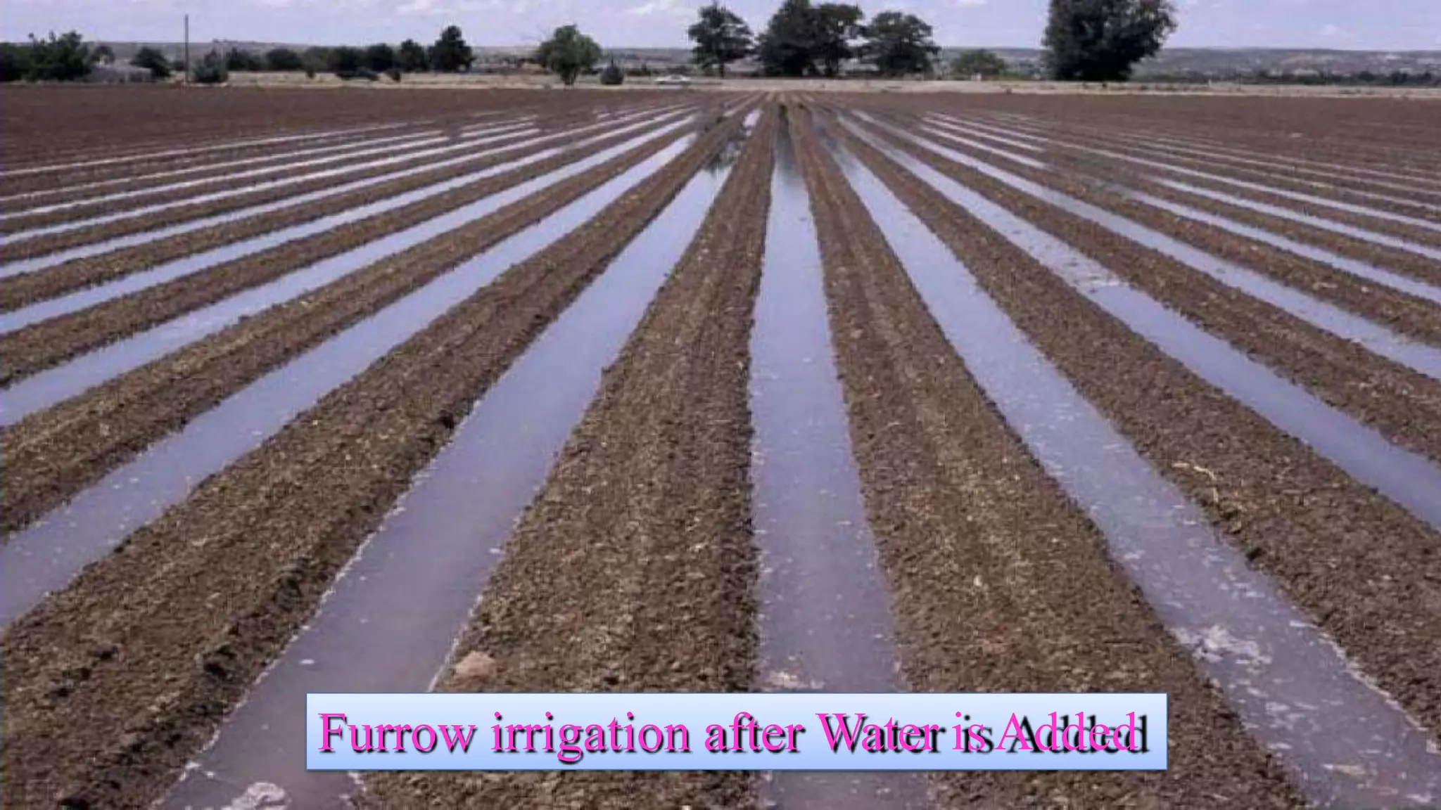 Furrow irrigation after Water isAdded
 