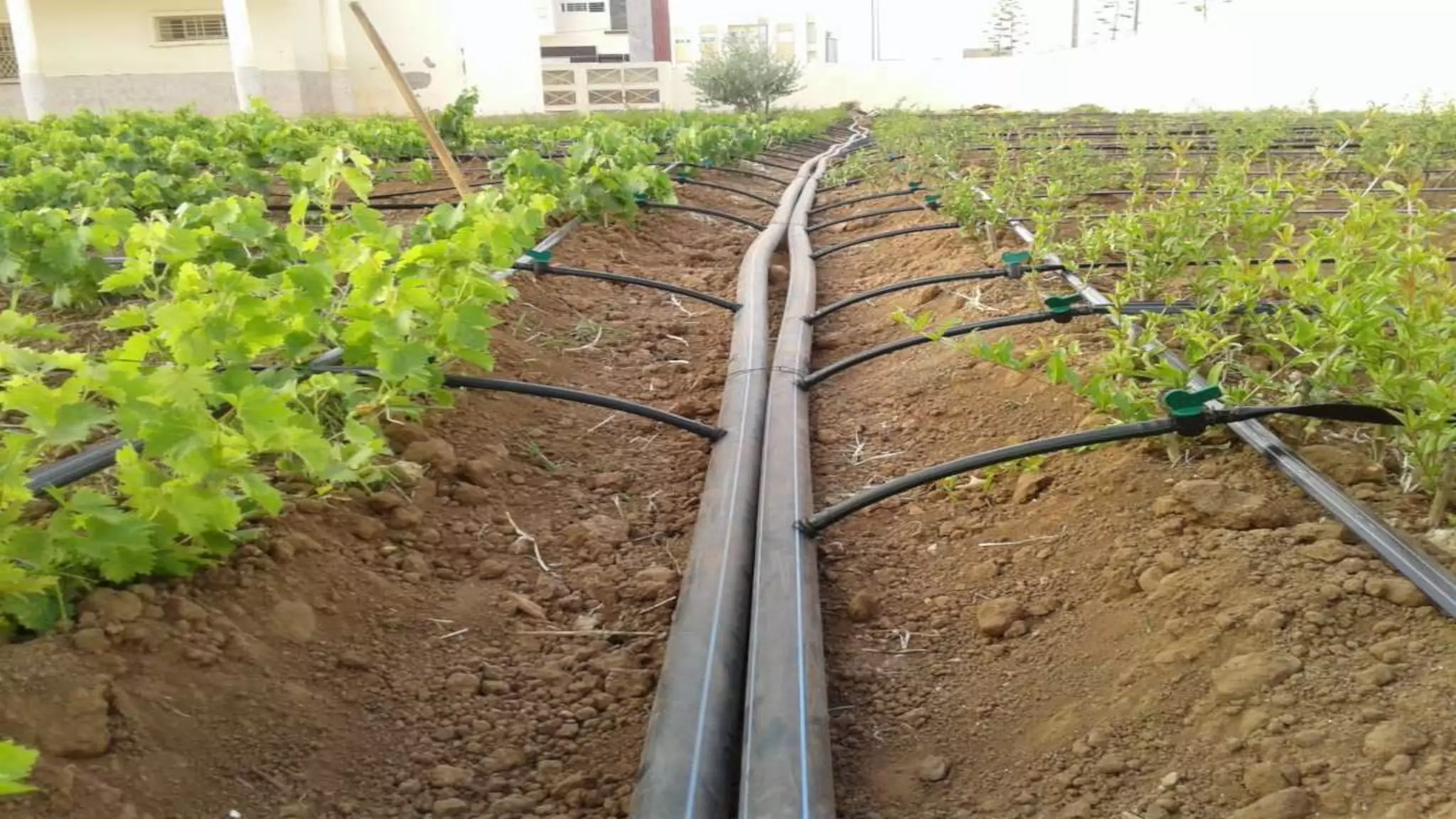 1. irrigation   need and mode of irrigation