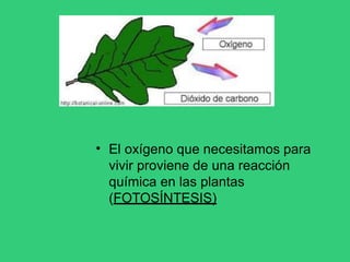 • El oxígeno que necesitamos para
vivir proviene de una reacción
química en las plantas
(FOTOSÍNTESIS)
 