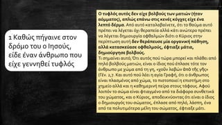 Ο τυφλός αυτός δεν είχε βολβούς των ματιών (ήταν
αόμματος), απλώς επάνω στις κενές κόγχες είχε ένα
λεπτό δέρμα.Από αυτό καταλαβαίνετε, ότι το θαύμα αυτό
πρέπει να λέγεται όχι θεραπεία αλλά κάτι ανώτερο πρέπει
να λέγεται δημιουργία οφθαλμών διότι ο Κύριος στην
περίπτωση αυτή δεν θεράπευσε μία οργανική πάθηση,
αλλά κατασκεύασε οφθαλμούς, έφτιαξε μάτια,
δημιούργησε βολβούς.
Τι σημαίνει αυτό;Ότι αυτός πού τώρα μπορεί και πλάθει από
πηλό βολβούς ματιών, είναι ο ίδιος πού έπλασε τότε τον
άνθρωπο με χώμα από τη γη, «χοῦν λαβών ἀπὸ τῆς γῆς»
(Γέν. 2,7. Και αυτό πού λέει η αγία Γραφή, ότι ο άνθρωπος
είναι πλασμένος από χώμα, το πιστοποιεί η επιστήμη στο
χημείο αλλά και η καθημερινή πείρα στους τάφους.Αφού
λοιπόν το σώμα είναι φτιαγμένο από τα διάφορα συνθετικά
του χώματος, και ο Κύριος, αποδεικνύοντας ότι είναι ο ίδιος
ο δημιουργός του σώματος, έπλασε από πηλό, λάσπη, ένα
από τα πολυτιμότερα μέλη του σώματος, έφτιαξε μάτι.
1 Καθώς πήγαινε στον
δρόμο του ο Ιησούς,
είδε έναν άνθρωπο που
είχε γεννηθεί τυφλός
 