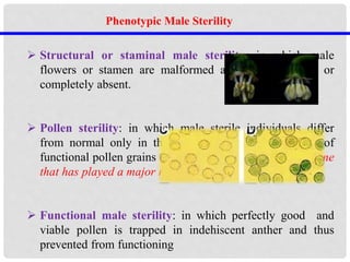  Structural or staminal male sterility: in which male
flowers or stamen are malformed and non functional or
completely absent.
 Pollen sterility: in which male sterile individuals differ
from normal only in the absence or extreme scarcity of
functional pollen grains (the most common and the only one
that has played a major role in plant breeding).
 Functional male sterility: in which perfectly good and
viable pollen is trapped in indehiscent anther and thus
prevented from functioning
Phenotypic Male Sterility
 