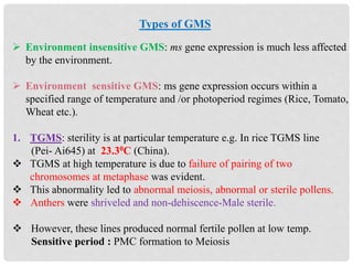 Types of GMS
 Environment insensitive GMS: ms gene expression is much less affected
by the environment.
 Environment sensitive GMS: ms gene expression occurs within a
specified range of temperature and /or photoperiod regimes (Rice, Tomato,
Wheat etc.).
1. TGMS: sterility is at particular temperature e.g. In rice TGMS line
(Pei- Ai645) at 23.30C (China).
 TGMS at high temperature is due to failure of pairing of two
chromosomes at metaphase was evident.
 This abnormality led to abnormal meiosis, abnormal or sterile pollens.
 Anthers were shriveled and non-dehiscence-Male sterile.
 However, these lines produced normal fertile pollen at low temp.
Sensitive period : PMC formation to Meiosis
 