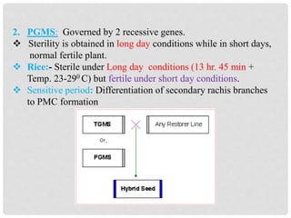 2. PGMS: Governed by 2 recessive genes.
 Sterility is obtained in long day conditions while in short days,
normal fertile plant.
 Rice:- Sterile under Long day conditions (13 hr. 45 min +
Temp. 23-290 C) but fertile under short day conditions.
 Sensitive period: Differentiation of secondary rachis branches
to PMC formation
 