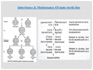 Inheritance & Maintenance Of male sterile line
 