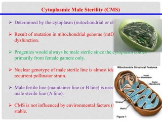 Cytoplasmic Male Sterility (CMS)
 Determined by the cytoplasm (mitochondrial or chloroplast genes).
 Result of mutation in mitochondrial genome (mtDNA)- Mitochondrial
dysfunction.
 Progenies would always be male sterile since the cytoplasm comes
primarily from female gamete only.
 Nuclear genotype of male sterile line is almost identical to that of the
recurrent pollinator strain.
 Male fertile line (maintainer line or B line) is used to maintain the
male sterile line (A line).
 CMS is not influenced by environmental factors (temperature) so is
stable.
 