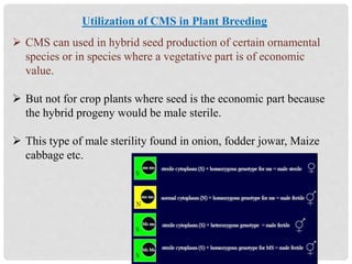  CMS can used in hybrid seed production of certain ornamental
species or in species where a vegetative part is of economic
value.
 But not for crop plants where seed is the economic part because
the hybrid progeny would be male sterile.
 This type of male sterility found in onion, fodder jowar, Maize
cabbage etc.
Utilization of CMS in Plant Breeding
 