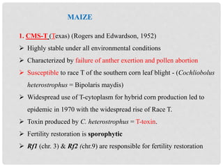 MAIZE
1. CMS-T (Texas) (Rogers and Edwardson, 1952)
 Highly stable under all environmental conditions
 Characterized by failure of anther exertion and pollen abortion
 Susceptible to race T of the southern corn leaf blight - (Cochliobolus
heterostrophus = Bipolaris maydis)
 Widespread use of T-cytoplasm for hybrid corn production led to
epidemic in 1970 with the widespread rise of Race T.
 Toxin produced by C. heterostrophus = T-toxin.
 Fertility restoration is sporophytic
 Rf1 (chr. 3) & Rf2 (chr.9) are responsible for fertility restoration
 