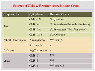 Sources of CMS & Restorer genes in some Crops
Crop species Cytoplasm Restorer Genes
Rice
CMS-CW O. spontanea
CMS-bo O. Sativa boroII (single dominant)
CMS-WA O. Spontanea (WA, four genes)
CMS-W18 O. rufipogon
Wheat (T.aestivum) T. timopheevi Rf1 and rf2
A. caudata -
T. Durum Aegilops ovata -
Maize
CMS-C Rf4
CMS-S Rf3
CMS-T Rf1 and Rf2
 