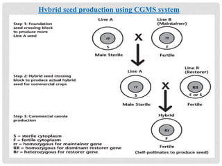 Hybrid seed production using CGMS system
 