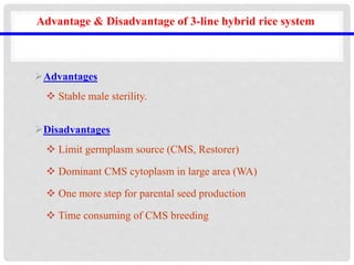 Advantage & Disadvantage of 3-line hybrid rice system
Advantages
 Stable male sterility.
Disadvantages
 Limit germplasm source (CMS, Restorer)
 Dominant CMS cytoplasm in large area (WA)
 One more step for parental seed production
 Time consuming of CMS breeding
 