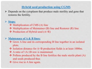 Hybrid seed production using CGMS
 Depends on the cytoplasm that produce male sterility and gene that
restores the fertility.
 Steps:
 Multiplication of CMS (A) line
 Multiplication of Maintainer (B) line and Restorer (R) line
 Production of Hybrid seed (A×R)
 Maintenace of A & B lines:
 Grow A line and its corresponding B line together in an isolated
plots.
 Isolation distance for A×B production fields is at least 1000m.
 A ratio of 1A:1B row is maintained.
 Pollens produced by the B line fertilize the male sterile plant (A)
and seeds produced thus
 Give rise to A line again.
 