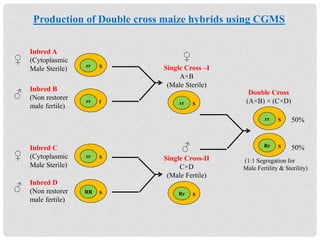 Inbred A
(Cytoplasmic
Male Sterile)
Inbred B
(Non restorer
male fertile)
Inbred C
(Cytoplasmic
Male Sterile)
Inbred D
(Non restorer
male fertile)
♂
♂
♀
♀
rr S
rr f
rr S
RR S
Single Cross –I
A×B
(Male Sterile)
Single Cross-II
C×D
(Male Fertile)
rr S
Rr S
♀
♂
Double Cross
(A×B) × (C×D)
rr S
Rr S
50%
50%
Production of Double cross maize hybrids using CGMS
(1:1 Segregation for
Male Fertility & Sterility)
 