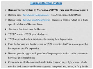  Barnase/Barstar system by Mariani et al (1990) –rape seed (Brassica napus )
 Barnase gene- Bacillus amyloliquefaciens- encodes is extracellular RNase.
 Barstar gene- Bacillus amyloliquefaciens- encodes a protein, which is a higly
specific inhibitor of Barnase Rnase.
 Barstar is dominant over the Barnase.
 TA29 Promoter –TA29 gene of tobacco.
 TA29- expressed only in tapetum cells causing their degeneration.
 Fuse the barnase and barstar genes to TA29 promoter–TA29 is a plant gene that
has tapetum specific expression.
 Barnase gene is tagged with gene bar (Streptomyces)- which confer resitance to
herbicide phosphinpthricin.
 Cross male sterile (barnase) with male fertile (barstar) to get hybrid seed, which
now has both barnase and barstar expressed in tapetum and, hence, is fully fertile
Barnase/Barstar system
 