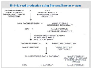 Hybrid seed production using Barnase/Barstar system
 