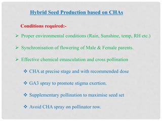 Hybrid Seed Production based on CHAs
 Proper environmental conditions (Rain, Sunshine, temp, RH etc.)
 Synchronisation of flowering of Male & Female parents.
 Effective chemical emasculation and cross pollination
 CHA at precise stage and with recommended dose
 GA3 spray to promote stigma exertion.
 Supplementary pollination to maximise seed set
 Avoid CHA spray on pollinator row.
Conditions required:-
 