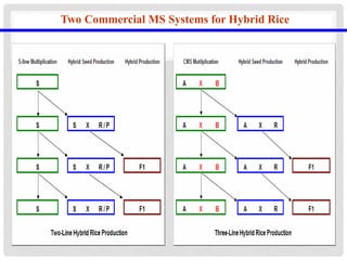 Two Commercial MS Systems for Hybrid Rice
 