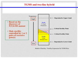 TGMS and two-line hybrid
Based on the
discovery of
P(T)GMS mutant
Male sterility
controlled by 1 or 2
pairs of recessive
gene(s)
Fertile
S-line
Multiplication
Critical Fertility Point
Critical Sterility Point
Reproductive Upper Limit
Reproductive Lower Limit
Sterile
F1 Seed
Production
Partial Sterility
Model of Sterility / Fertility Expression for TGMS Rice
Temperature
low
high
 