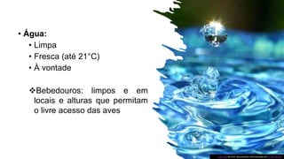 • Água:
• Limpa
• Fresca (até 21°C)
• À vontade
Bebedouros: limpos e em
locais e alturas que permitam
o livre acesso das aves
Esta Foto de Autor desconhecido está licenciada sob CC BY-NC-ND.
 