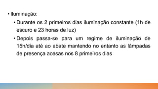 • Iluminação:
• Durante os 2 primeiros dias iluminação constante (1h de
escuro e 23 horas de luz)
• Depois passa-se para um regime de iluminação de
15h/dia até ao abate mantendo no entanto as lâmpadas
de presença acesas nos 8 primeiros dias
 