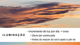 I L U M I N A Ç Ã O
• Incremento de luz por dia: + ovos
• Deve ser continuada
• Antes do nascer do sol e após o pôr do
sol
 