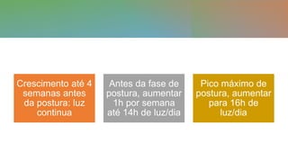 Crescimento até 4
semanas antes
da postura: luz
continua
Antes da fase de
postura, aumentar
1h por semana
até 14h de luz/dia
Pico máximo de
postura, aumentar
para 16h de
luz/dia
 