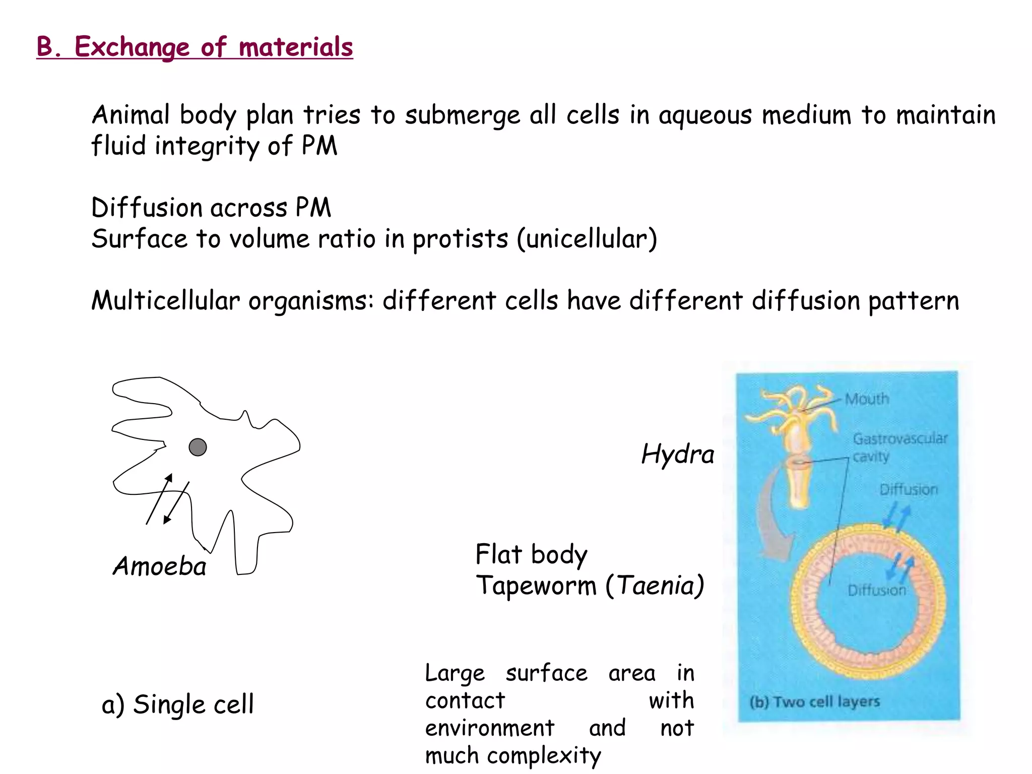 1. animal form and function. animal form and function. animal form and ...