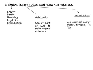 CHEMICAL ENERGY TO SUSTAIN FORM AND FUNCTION
Growth
Repair
Physiology
Regulation
Reproduction
Autotrophs
Heterotrophs
Use of light
or CO2 to
make organic
molecules
Use chemical energy
organic/inorganic) in
food
 