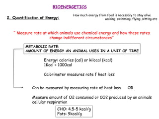 BIOENERGETICS
2. Quantification of Energy:
How much energy from food is necessary to stay alive
walking, swimming, flying ,sitting etc
“ Measure rate at which animals use chemical energy and how these rates
change indifferent circumstances”
METABOLIC RATE:
AMOUNT OF ENERGY AN ANIMAL USES IN A UNIT OF TIME
Energy: calories (cal) or kilocal (kcal)
1Kcal = 1000cal
Calorimeter measures rate f heat loss
Can be measured by measuring rate of heat loss OR
Measure amount of O2 consumed or CO2 produced by an animals
cellular respiration
CHO: 4.5-5 kcal/g
Fats: 9kcal/g
 