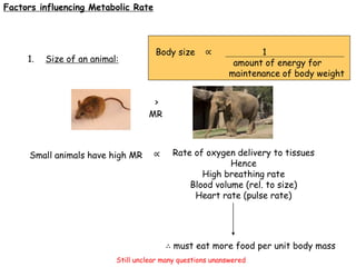 Factors influencing Metabolic Rate
1. Size of an animal:
Body size 1
amount of energy for
maintenance of body weight
Small animals have high MR Rate of oxygen delivery to tissues
Hence
High breathing rate
Blood volume (rel. to size)
Heart rate (pulse rate)
∝
∝
∴ must eat more food per unit body mass
>
MR
Still unclear many questions unanswered
 