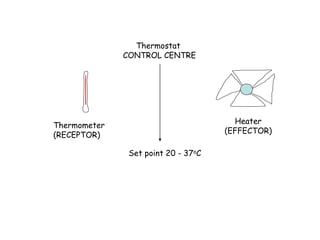 Thermostat
CONTROL CENTRE
Thermometer
(RECEPTOR)
Heater
(EFFECTOR)
Set point 20 - 37oC
 