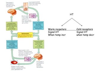 Warm recpetors Cold receptors
Signal HT Signal HT
When temp incr when temp decr
HT
 
