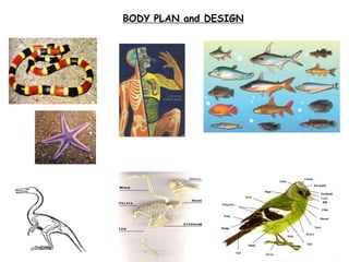 BODY PLAN and DESIGN
 