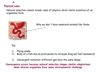 Physical Laws
Natural selection cannot break rules of physics which limits evolution of an
organisms form
Why we don’t have unnatural animals like these
Eg:
1. Flying snake
2. Body of a fish has no protrusions to increase drag (all fast swimmers)
3. Convergent evolution: different gps have the same shape
Convergence occurs because natural selection shapes similar adaptations
when diverse organisms face same environmental challenge
A
 