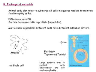 B. Exchange of materials
Animal body plan tries to submerge all cells in aqueous medium to maintain
fluid integrity of PM
Diffusion across PM
Surface to volume ratio in protists (unicellular)
Multicellular organisms: different cells have different diffusion pattern
Amoeba
Hydra
a) Single cell
Flat body
Tapeworm (Taenia)
Large surface area in
contact with
environment and not
much complexity
 