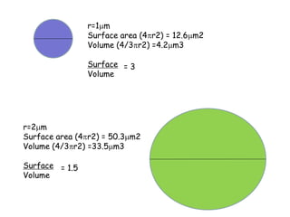 r=1mm
Surface area (4pr2) = 12.6mm2
Volume (4/3pr2) =4.2mm3
Surface
Volume
= 3
r=2mm
Surface area (4pr2) = 50.3mm2
Volume (4/3pr2) =33.5mm3
Surface
Volume
= 1.5
 