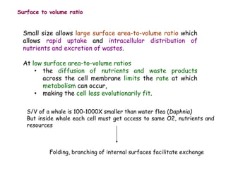 Surface to volume ratio
Small size allows large surface area-to-volume ratio which
allows rapid uptake and intracellular distribution of
nutrients and excretion of wastes.
At low surface area-to-volume ratios
• the diffusion of nutrients and waste products
across the cell membrane limits the rate at which
metabolism can occur,
• making the cell less evolutionarily fit.
S/V of a whale is 100-1000X smaller than water flea (Daphnia)
But inside whale each cell must get access to same O2, nutrients and
resources
Folding, branching of internal surfaces facilitate exchange
 