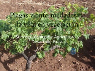 Plagas y enfermedades de
la viña en vegetación
Servicio técnico de Agricultura y
Desarrollo Rural
 
