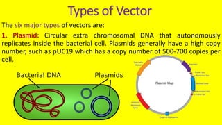 Vector Cell Example 1. vectors b sc microbiology 2yrs | PPTX