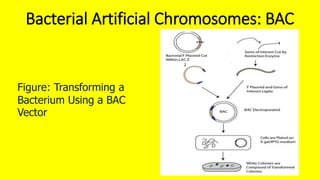 Bacc Pattern 1. vectors b sc microbiology 2yrs | PPTX