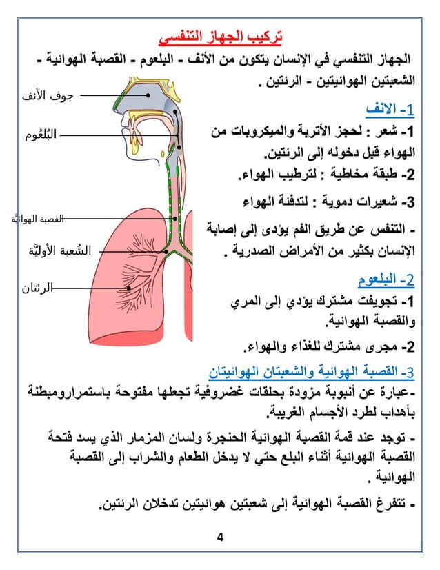 PDF pdf