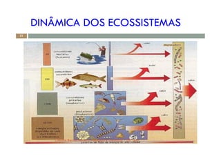 DINÂMICA DOS ECOSSISTEMAS
21
Cláudia Barros Moreira - Biologia e Geologia - 10.º Ano
 