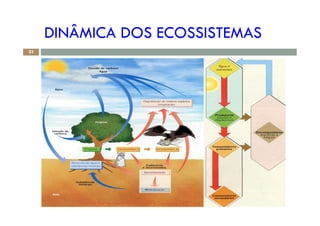 DINÂMICA DOS ECOSSISTEMAS
- D
%
23
! "#$%
&$' ' ( )*%
+
, - - . - +
%
Cláudia Barros Moreira - Biologia e Geologia - 10.º Ano
 