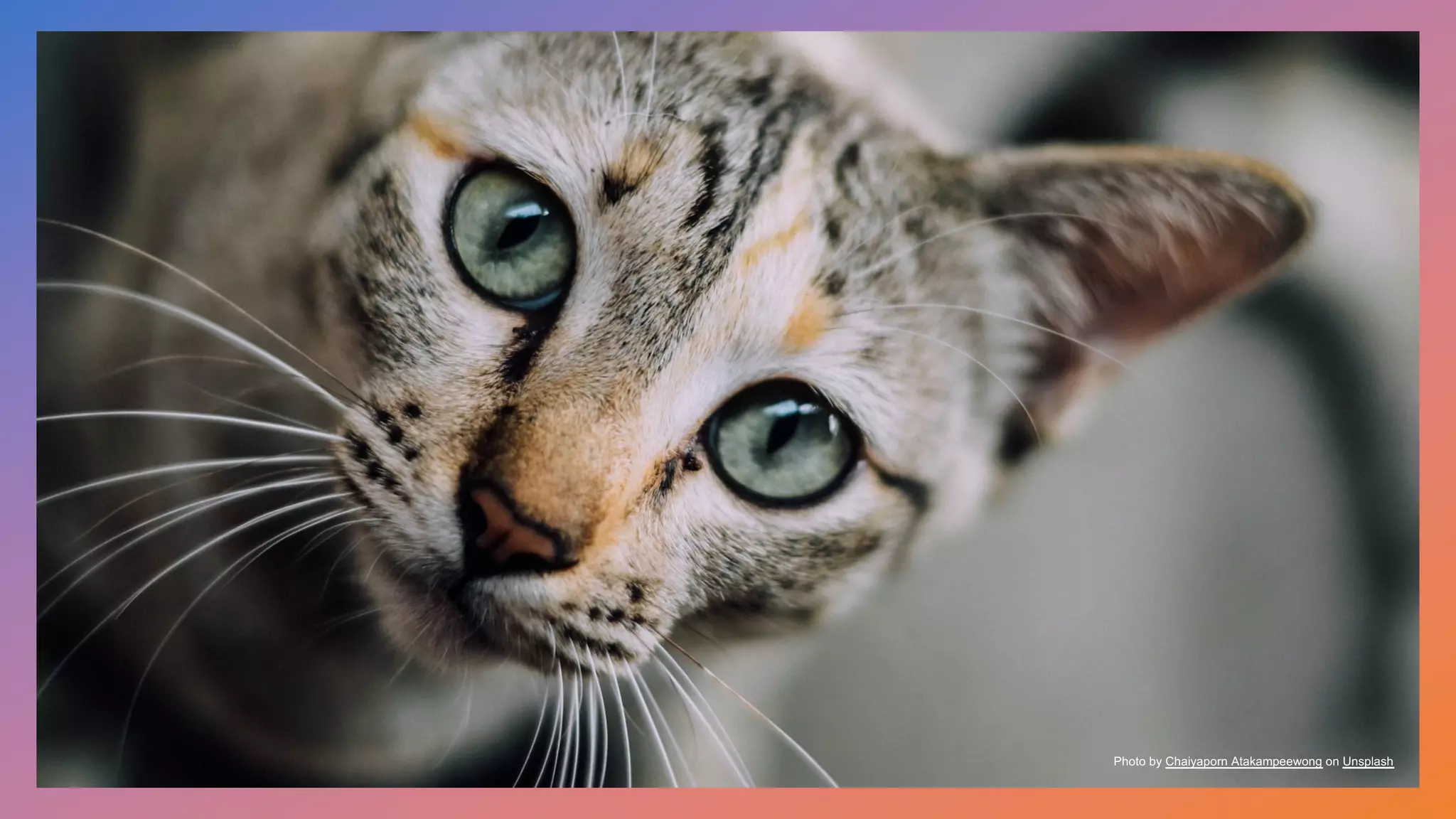 Photo by Chaiyaporn Atakampeewong on Unsplash
 