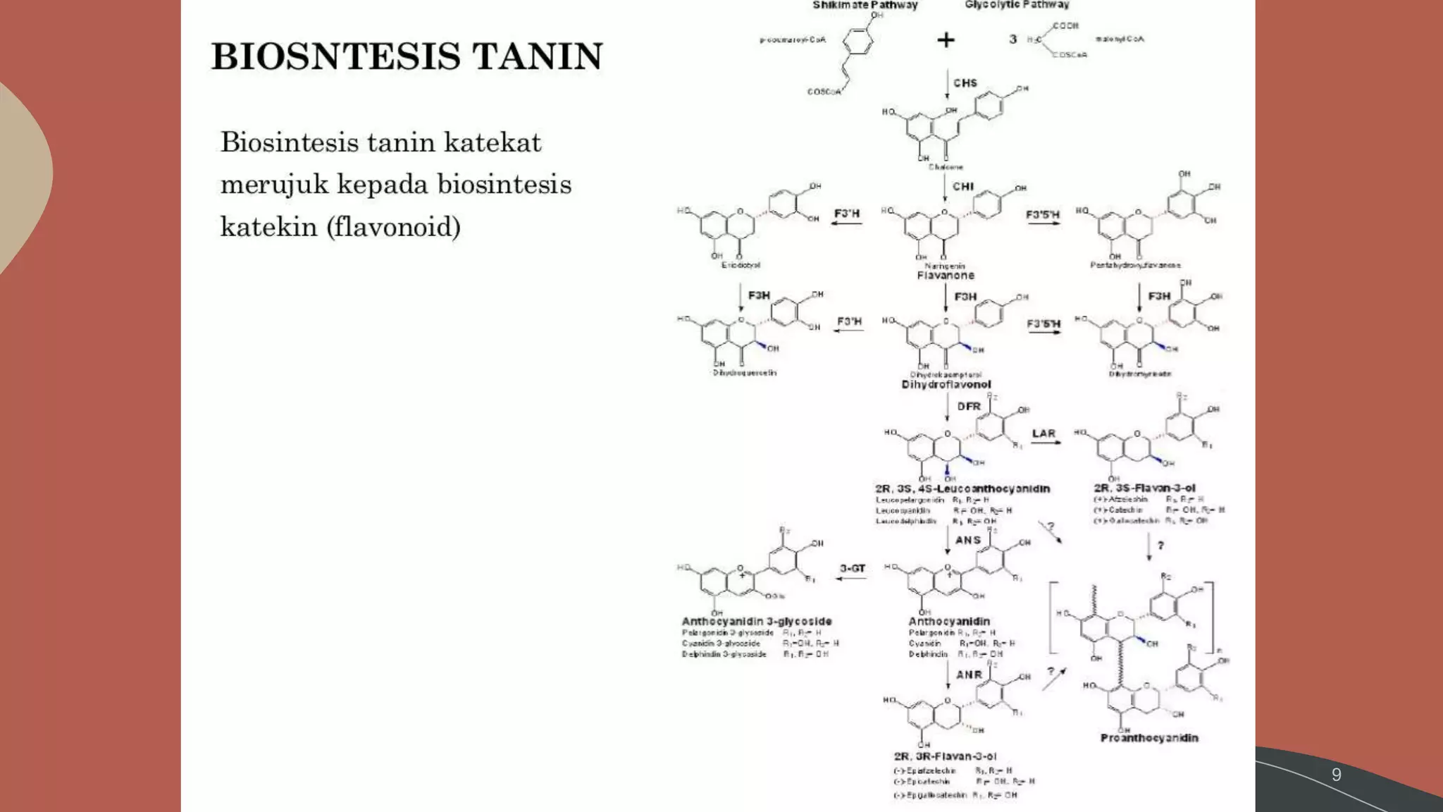 Tanin Fitokimia | PPTX